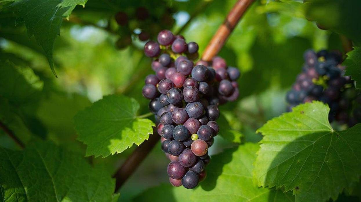 Commuters are facing unexpected traffic Wednesday due to thousands of grapes.