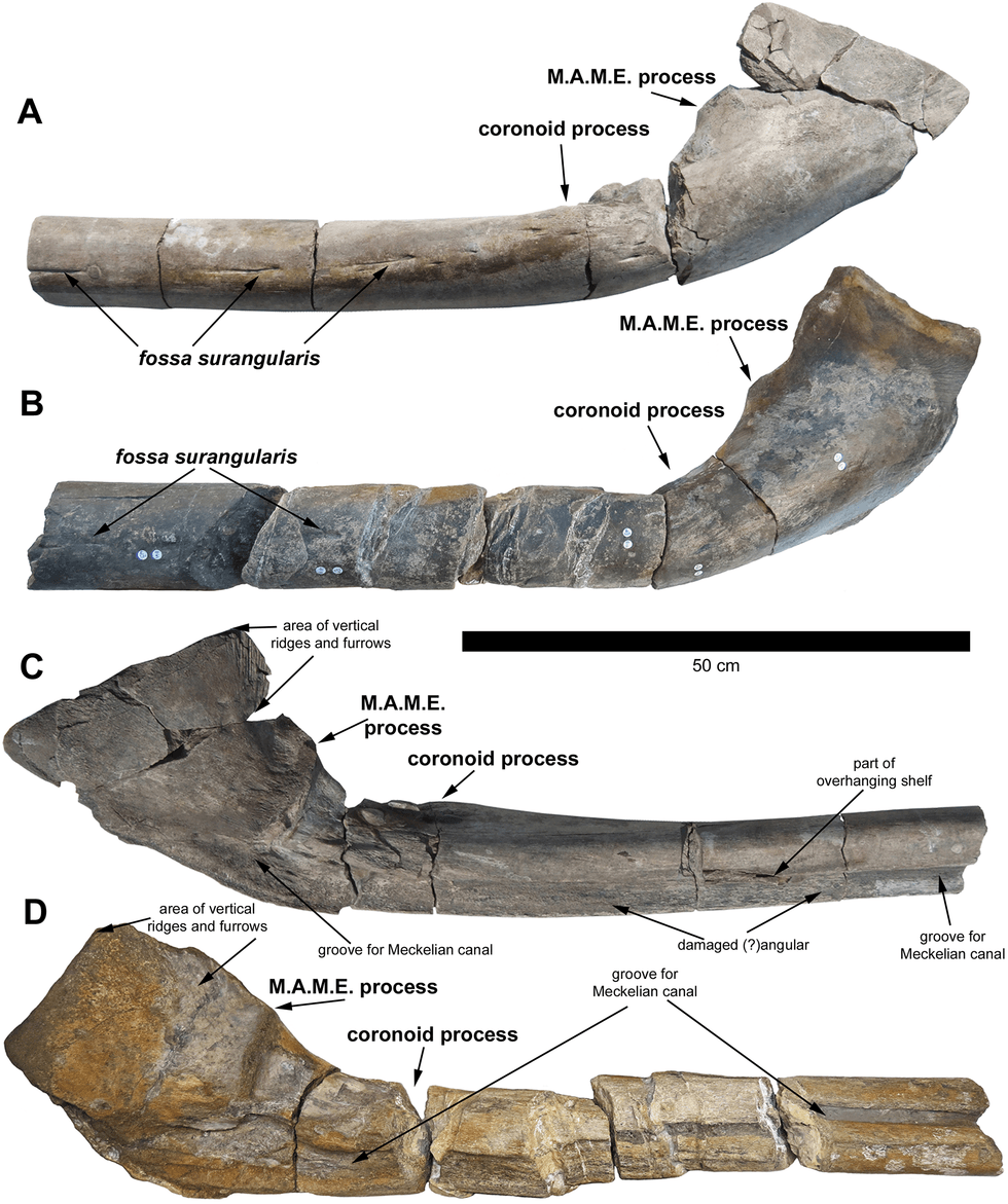 Comparison of the holotype (BRSMG Cg3178, A and C right surangular, BAS specimen) and referred specimen (BRSMG Cg2488, B and D left surangular, Lilstock specimen) of Ichthyotitan severnensis gen. et sp. nov. To ease comparison, A and C have been reversed.