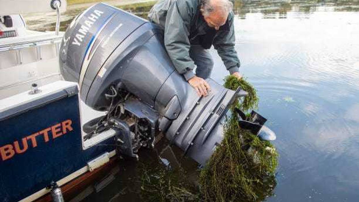 Connecticut River seaweed discovered to be unique