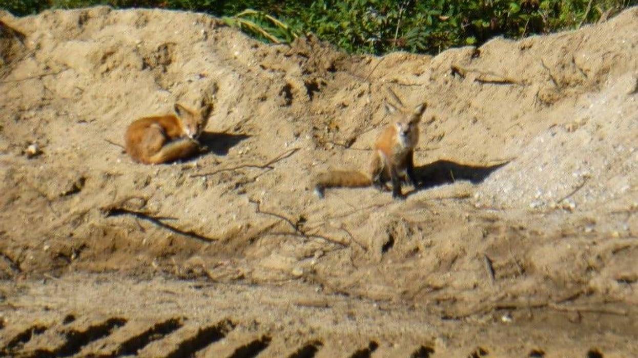 consumers foxes