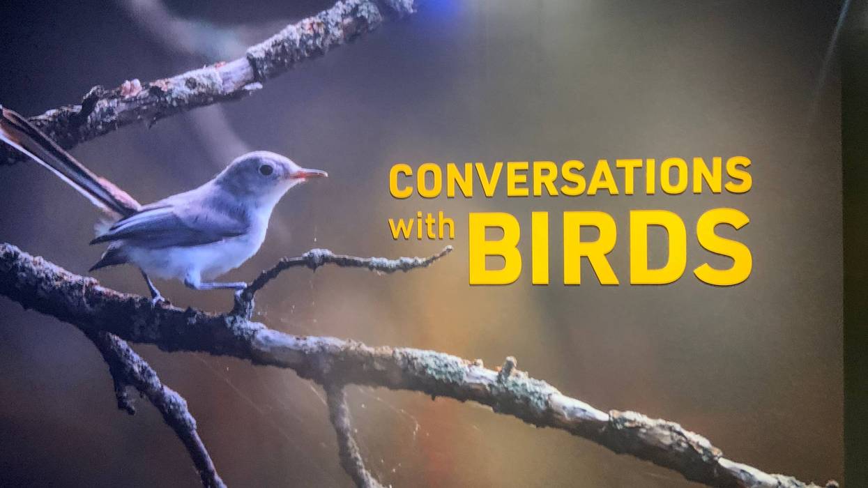 Conversations with Birds