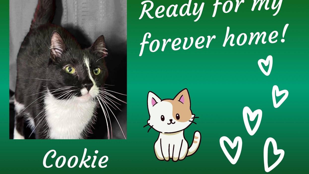 Cookie, a five year old female black and white tuxedo cat