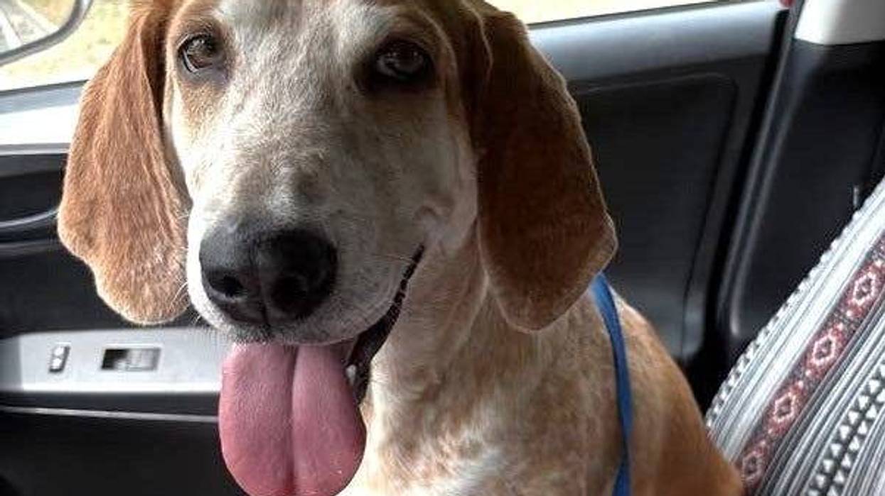 Coop at the Humane Society of North Central Florida