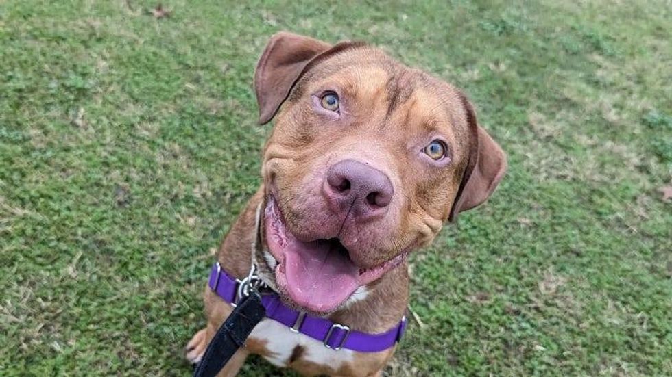 Copper @ Austin Humane Society 1/31/24