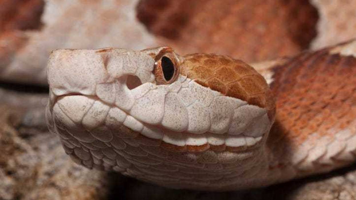 Copperhead