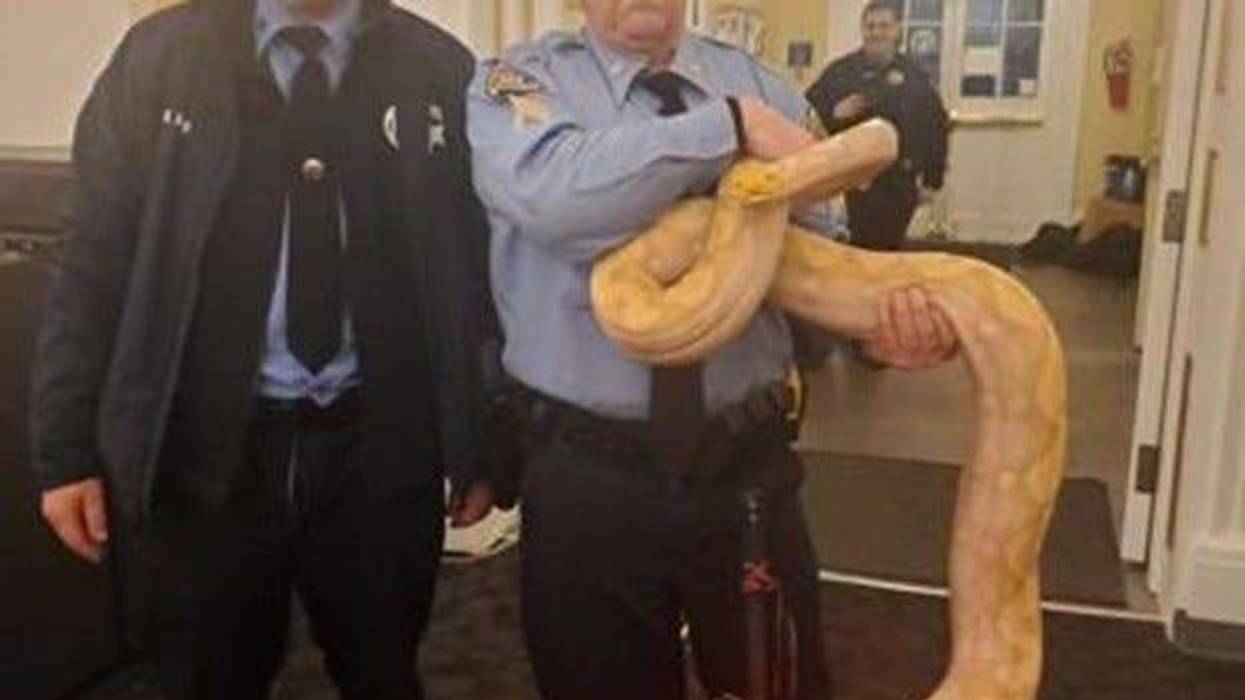 Cops and a snake