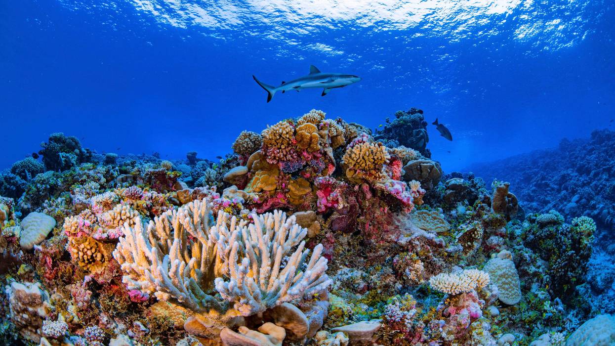 Coral Mapping-Global Atlas
