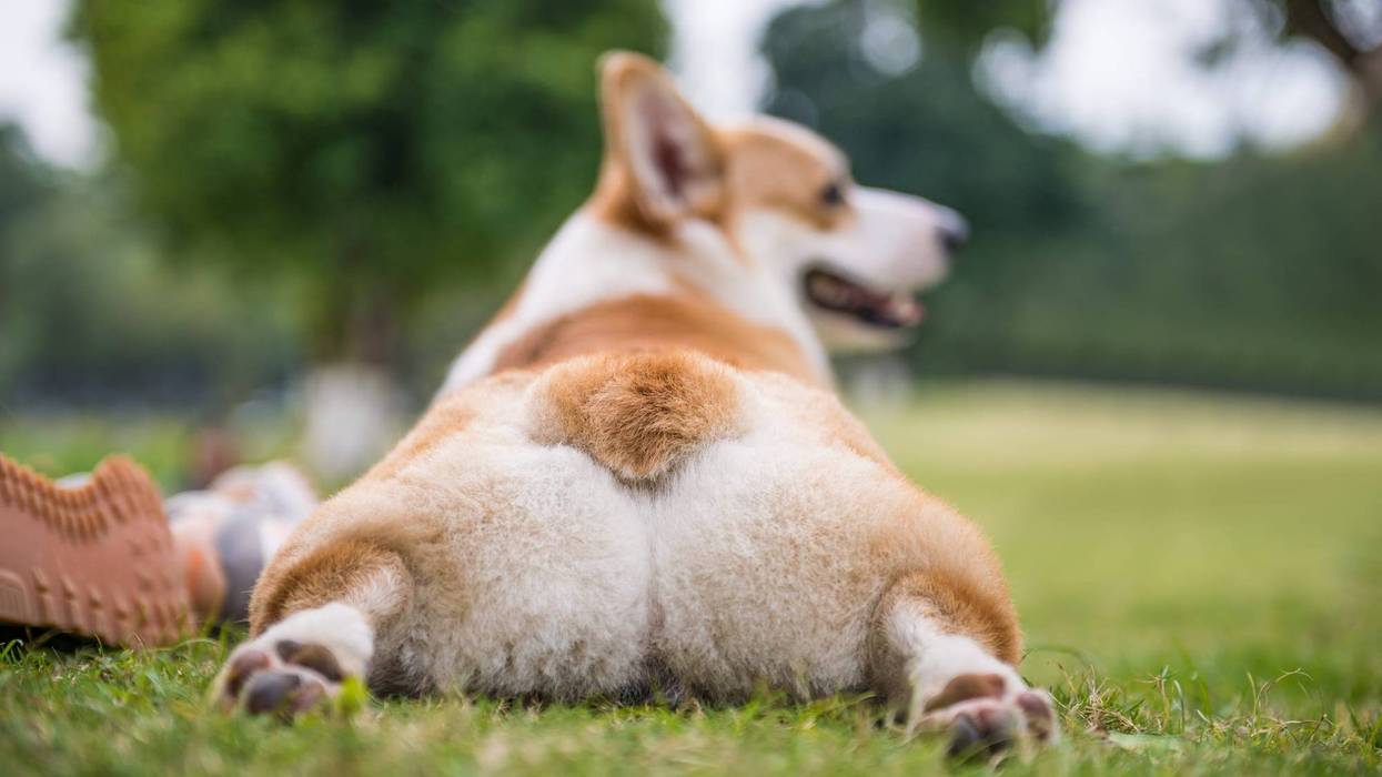 Corgi dog on the grass in the park