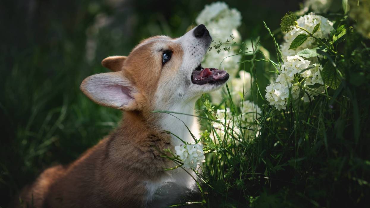 Corgi Puppy Playing Among White Flowers in Garden