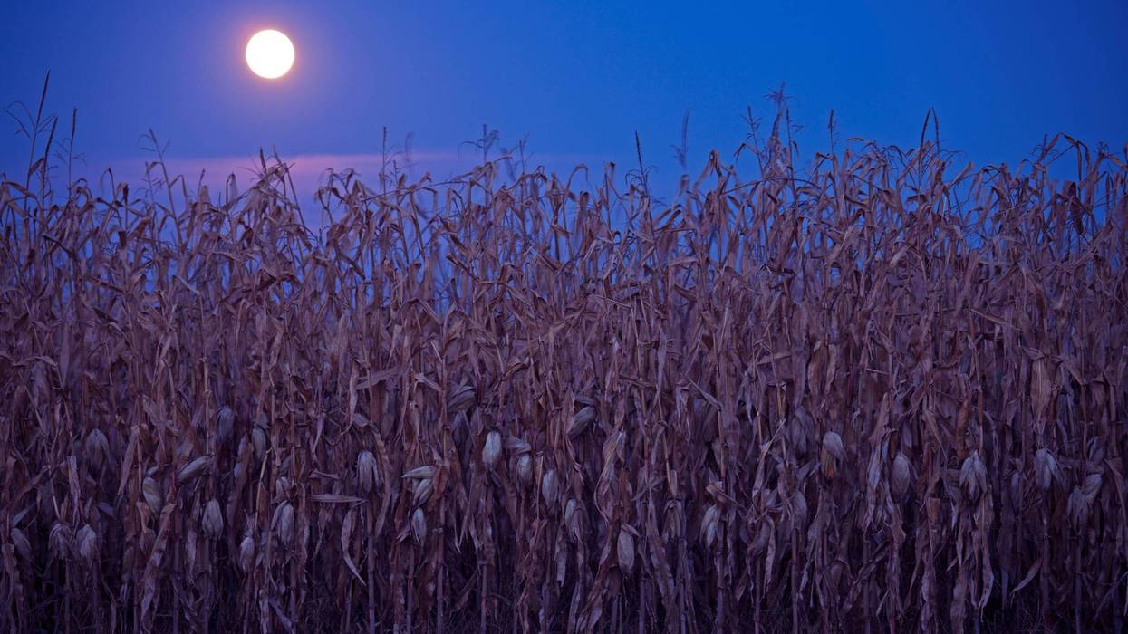 corn full moon