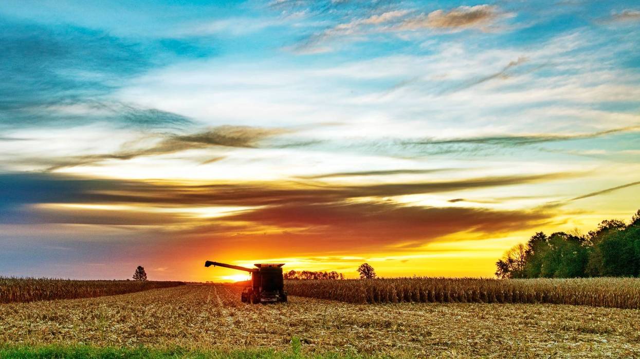 corn harvest