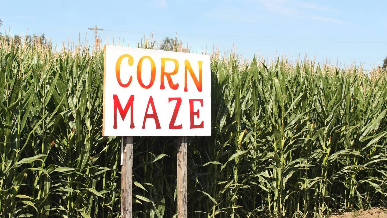 Corn maze sign next to corn field
