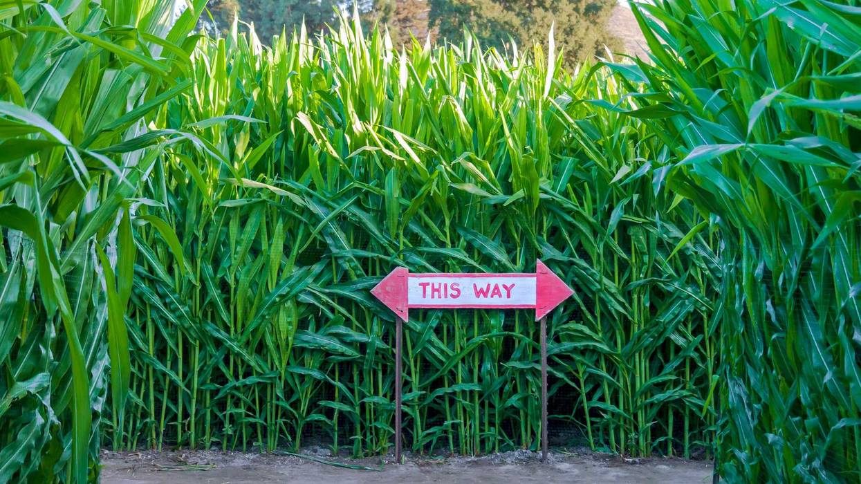 Corn Maze