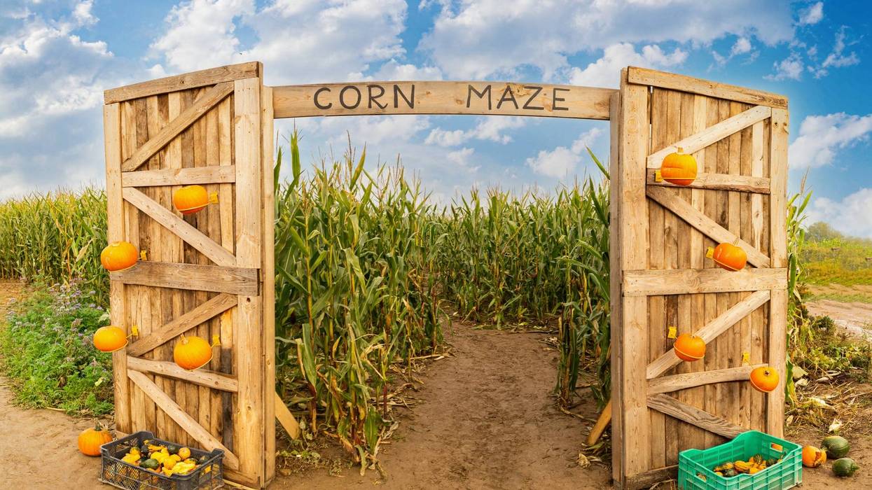 Corn Maze