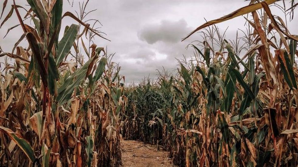 Corn Maze
