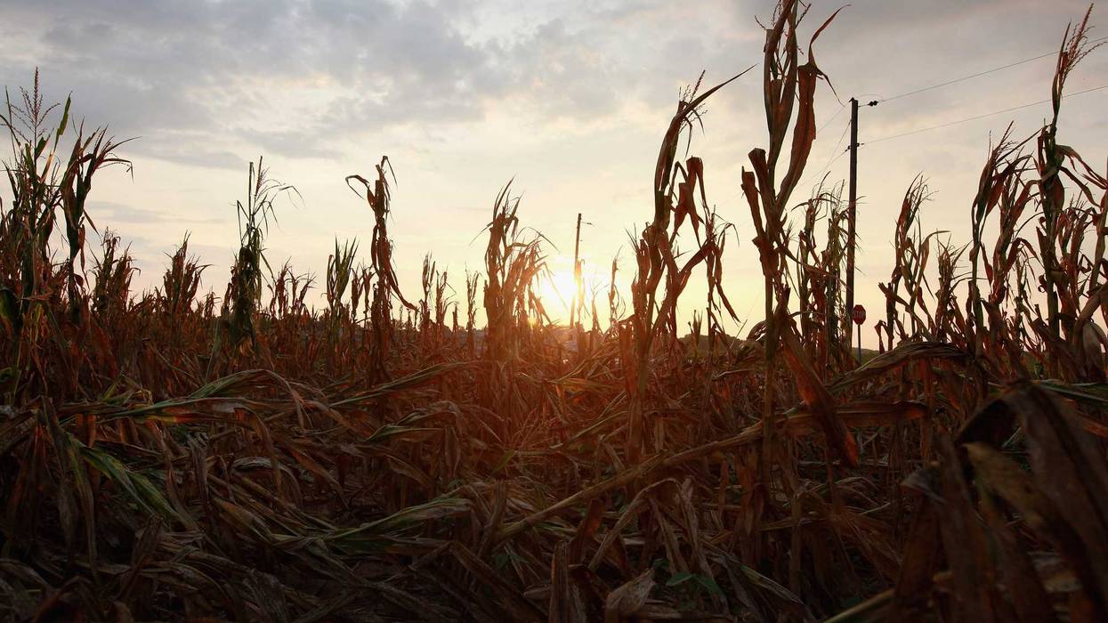 Corn stalks dry out in a farm field.