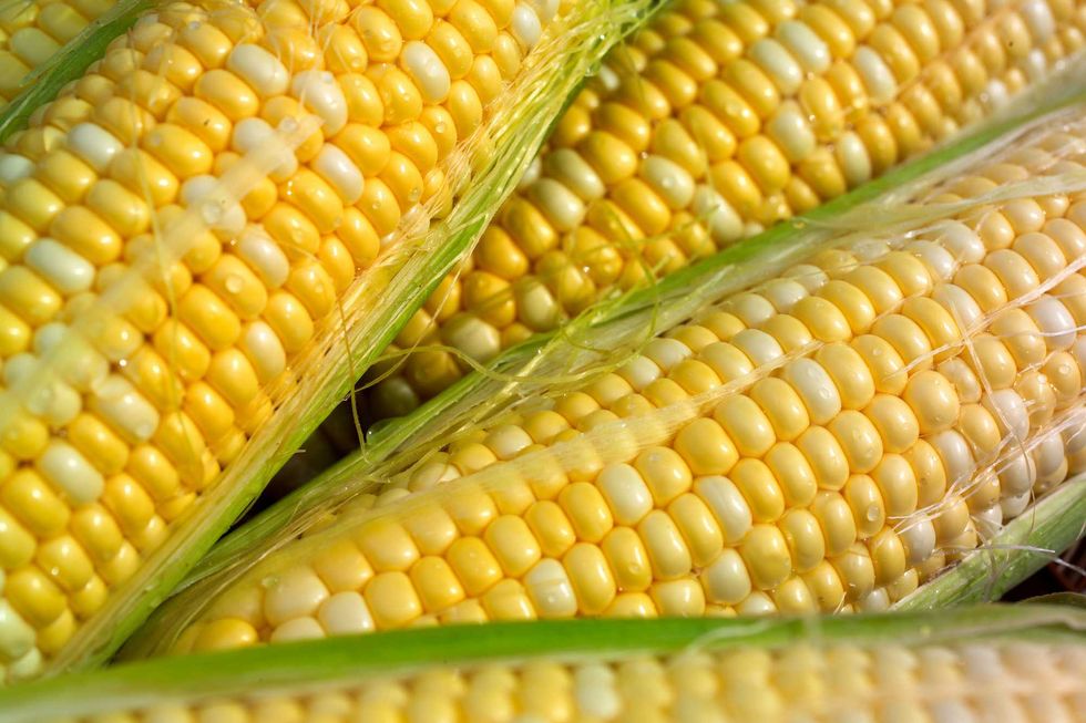 Looking for fresh summer sweet corn? Here's why it may be hard to find