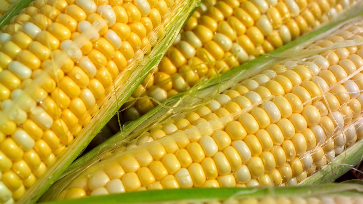 corn