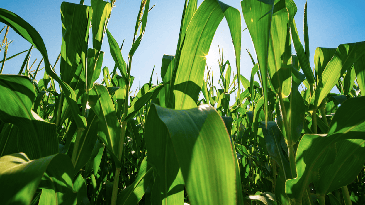 corn
