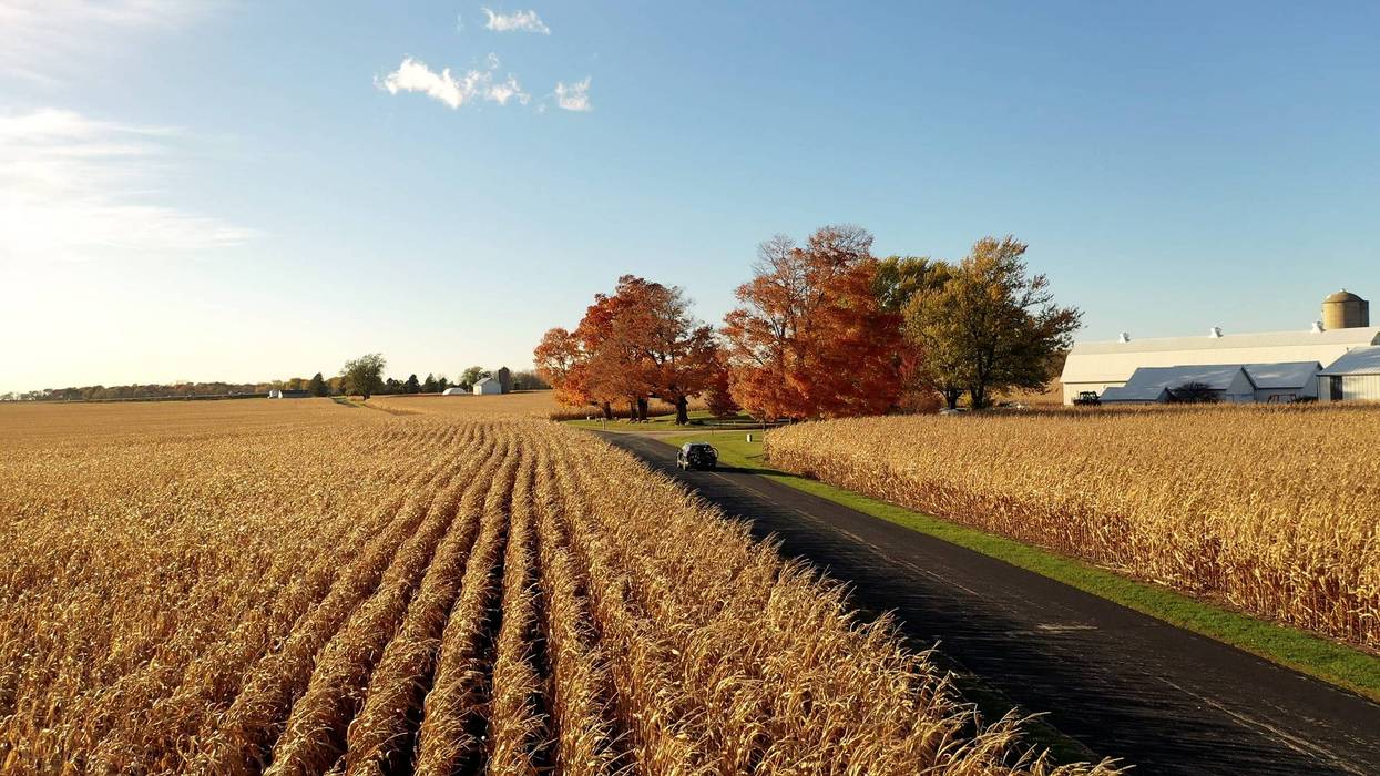 cornfield with road in the middle, one car driving, a couple trees turning red