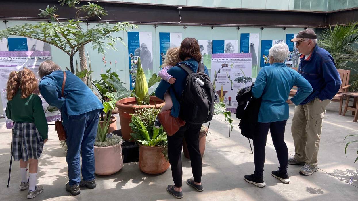 Corpse Flower, Como Zoo