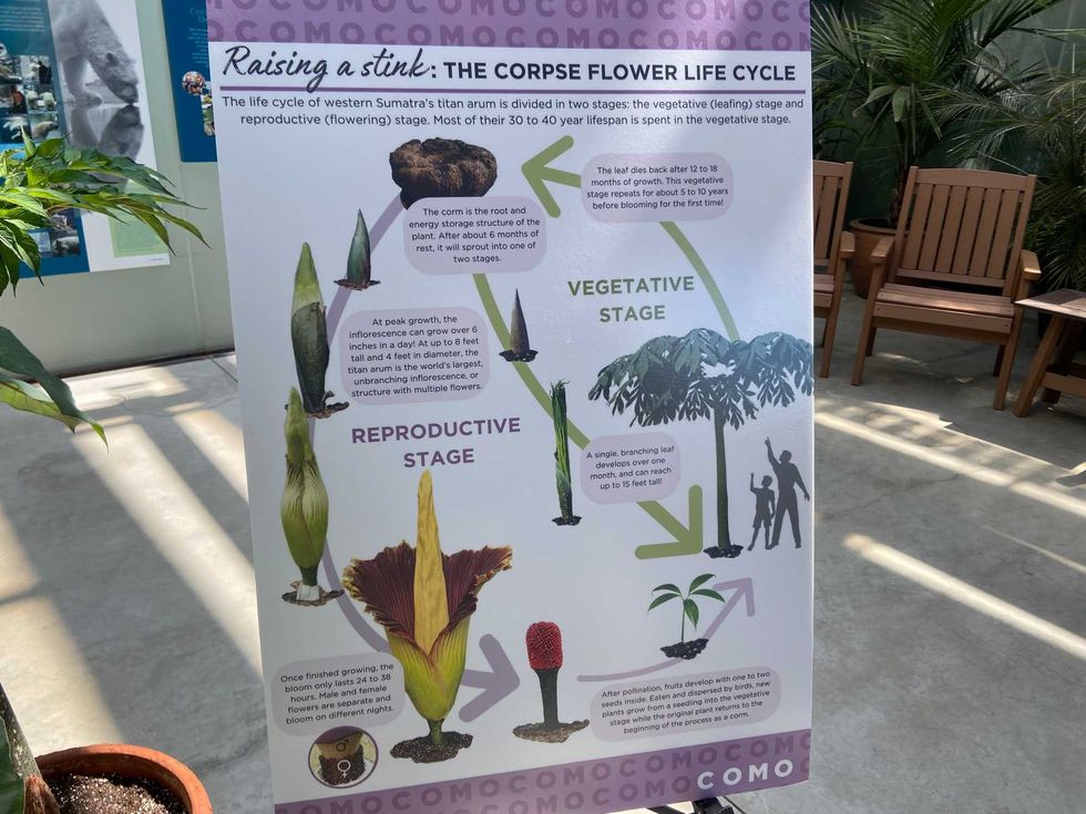 Corpse Flower, Como Zoo