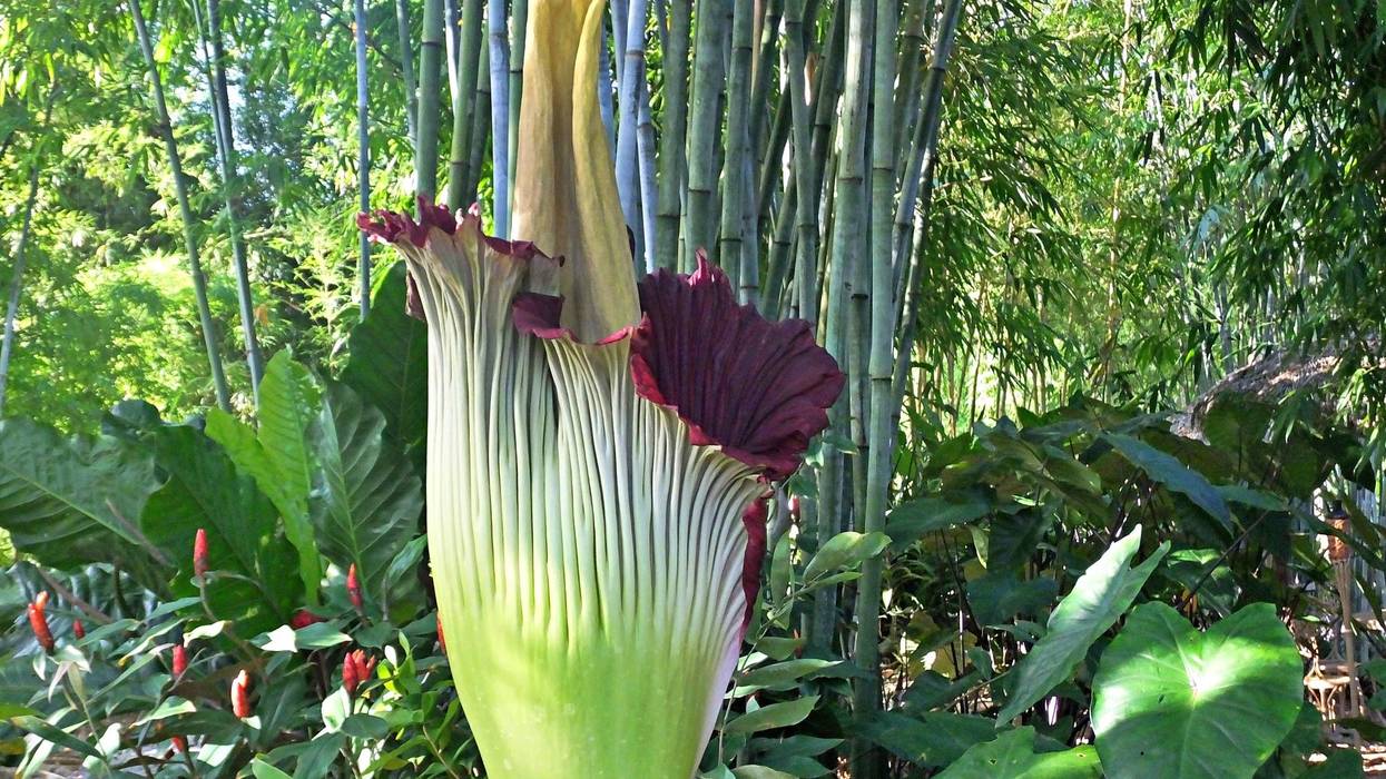 corpse flower in forest