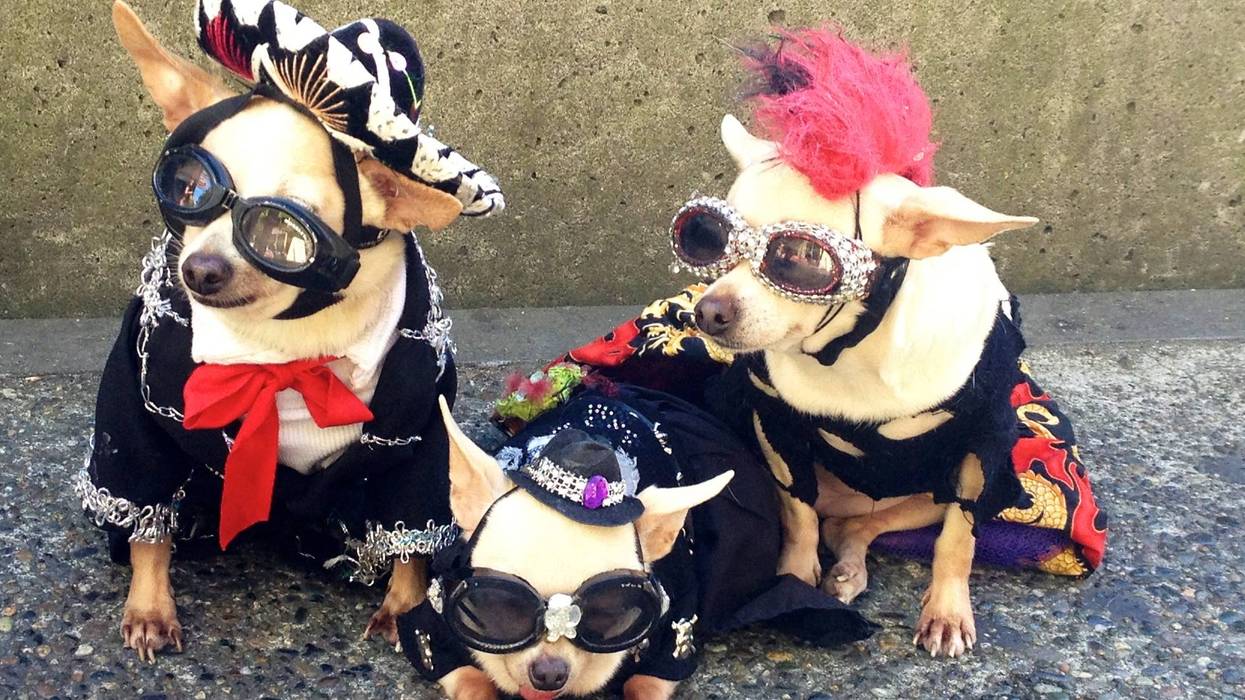 Costumed Dogs