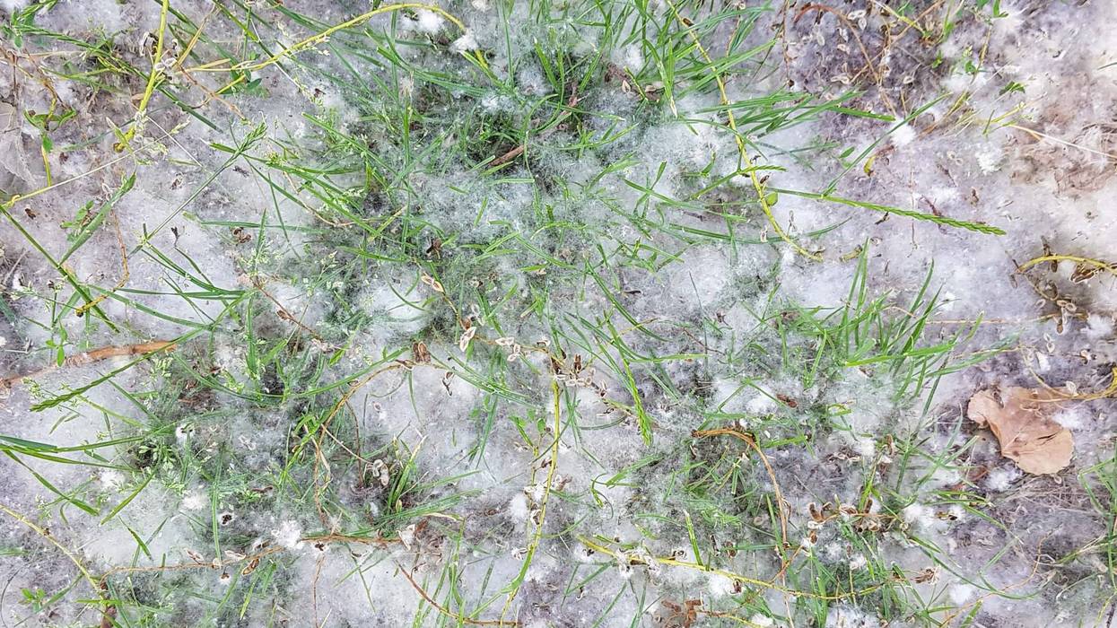 Cottonwood fluff
