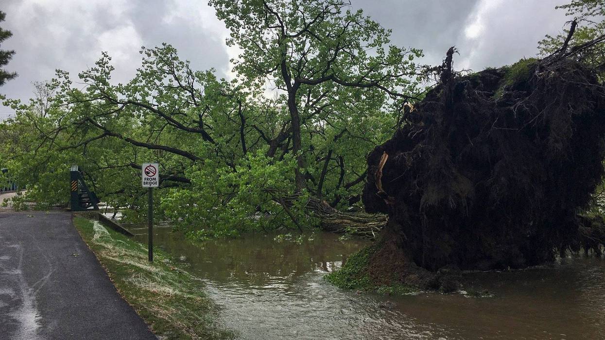 Cottonwood Tree Falls Geneva