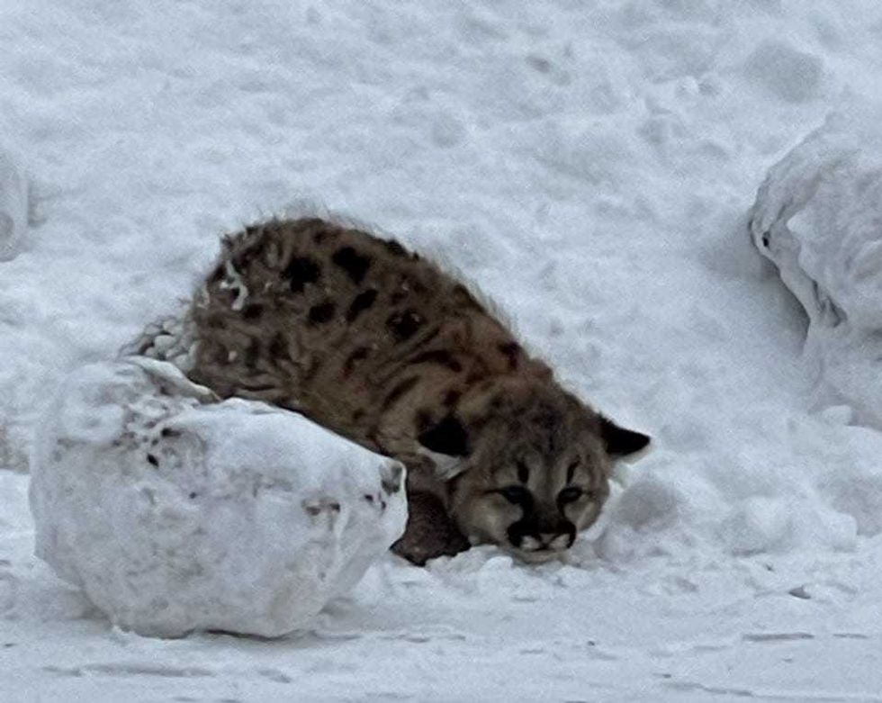 cougar cubs sighting in Michigan