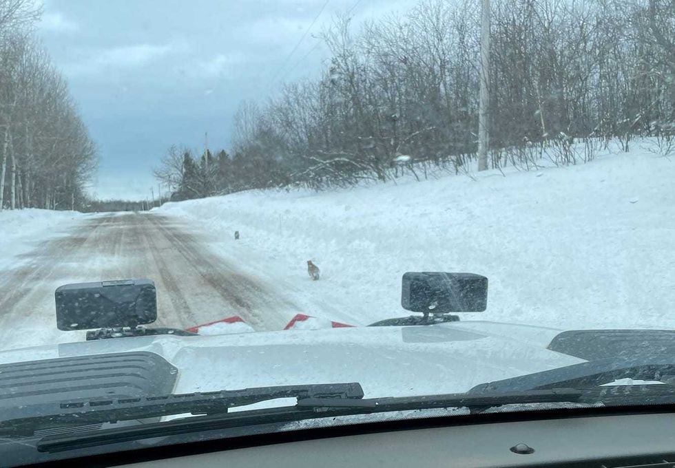 cougar cubs sighting in Michigan