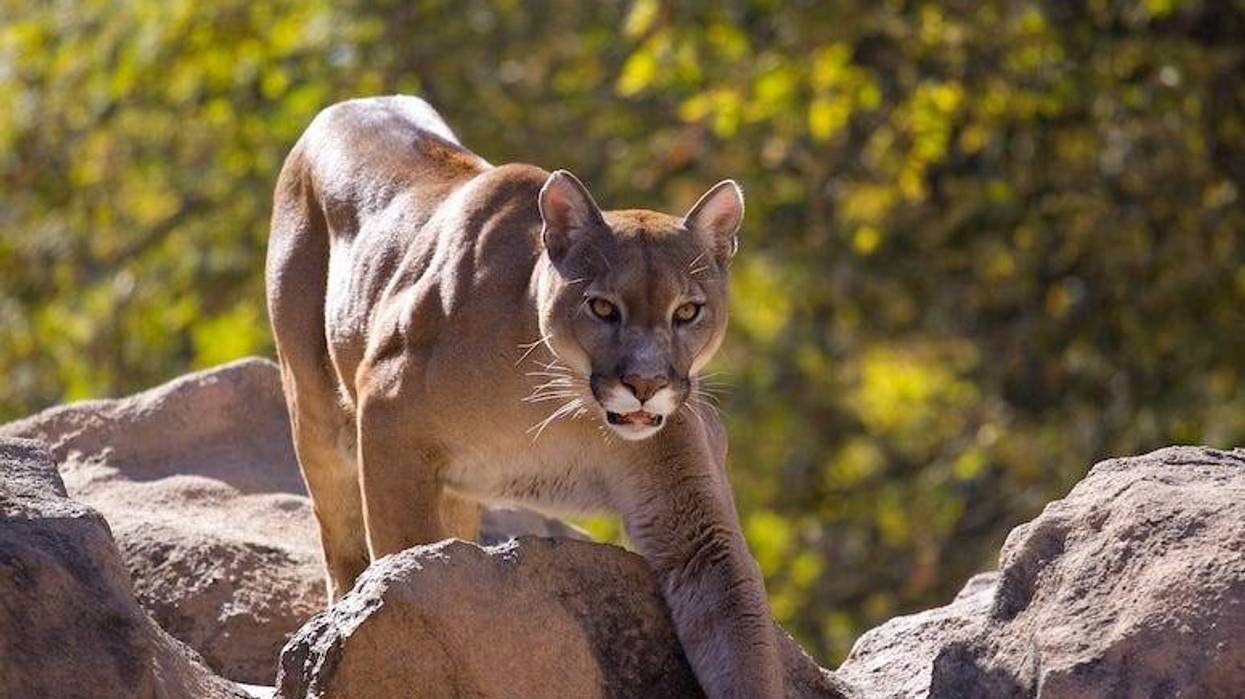 Cougar, Puma, Big Cat, Rocks, Stare