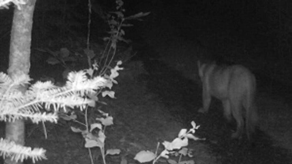 cougar sighting in Michigan