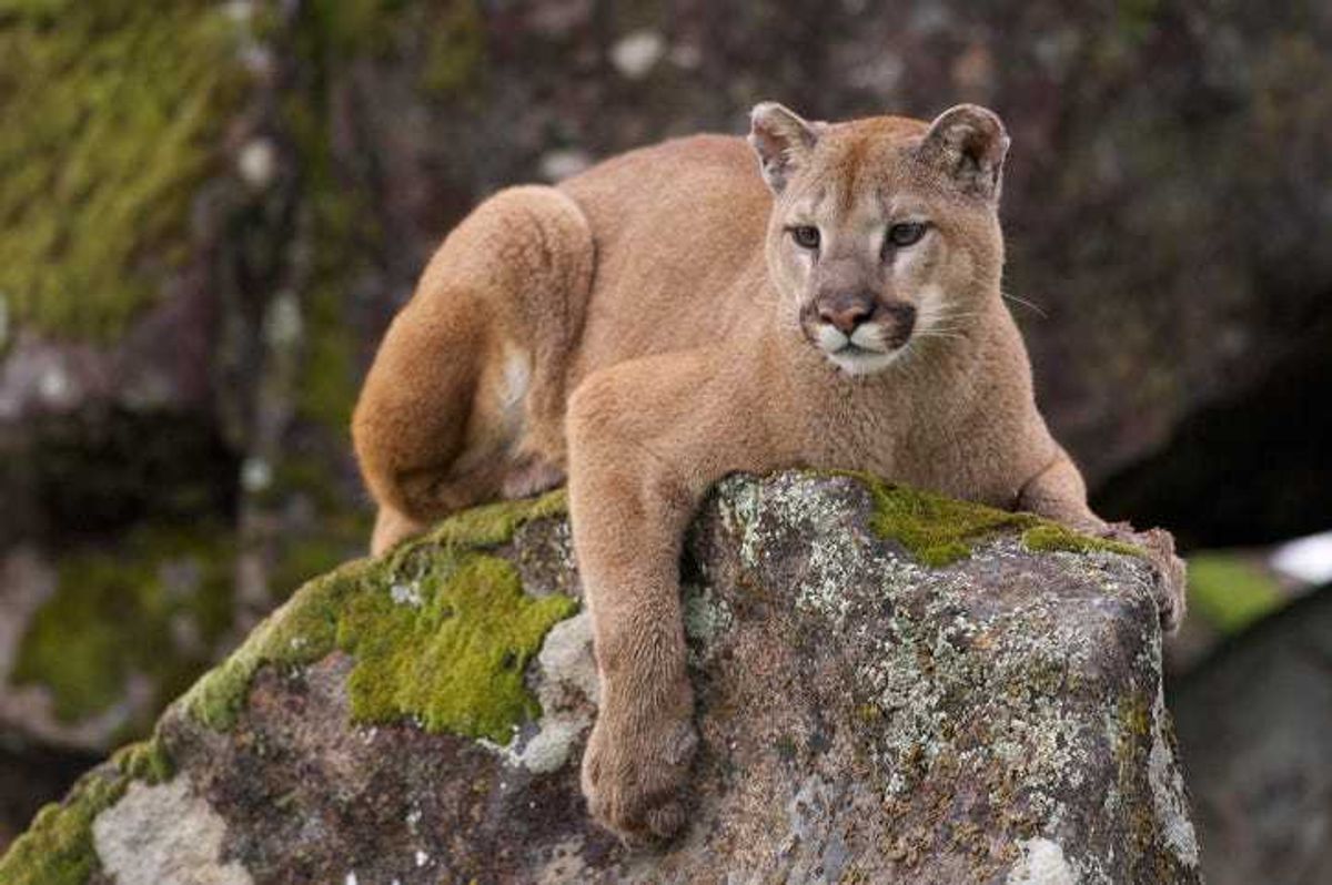 Cougar.