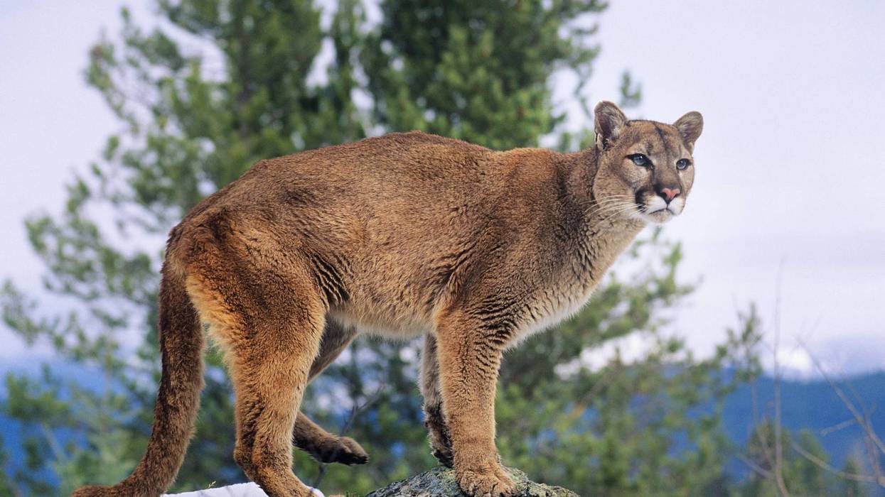 Cougar