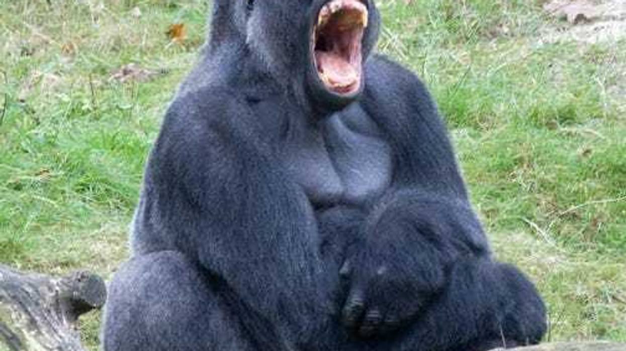 Could 100 'average men' defeat a silverback gorilla?