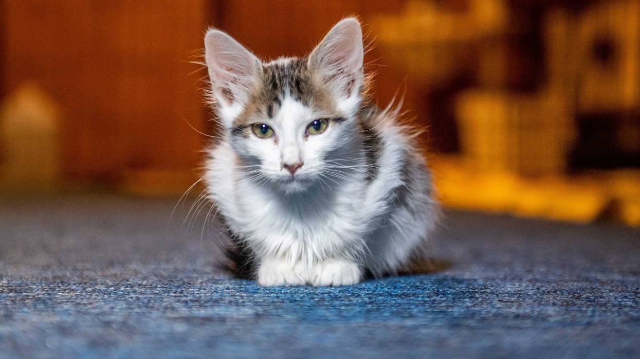 Couple catches dangling cat at college football game in Miami.
