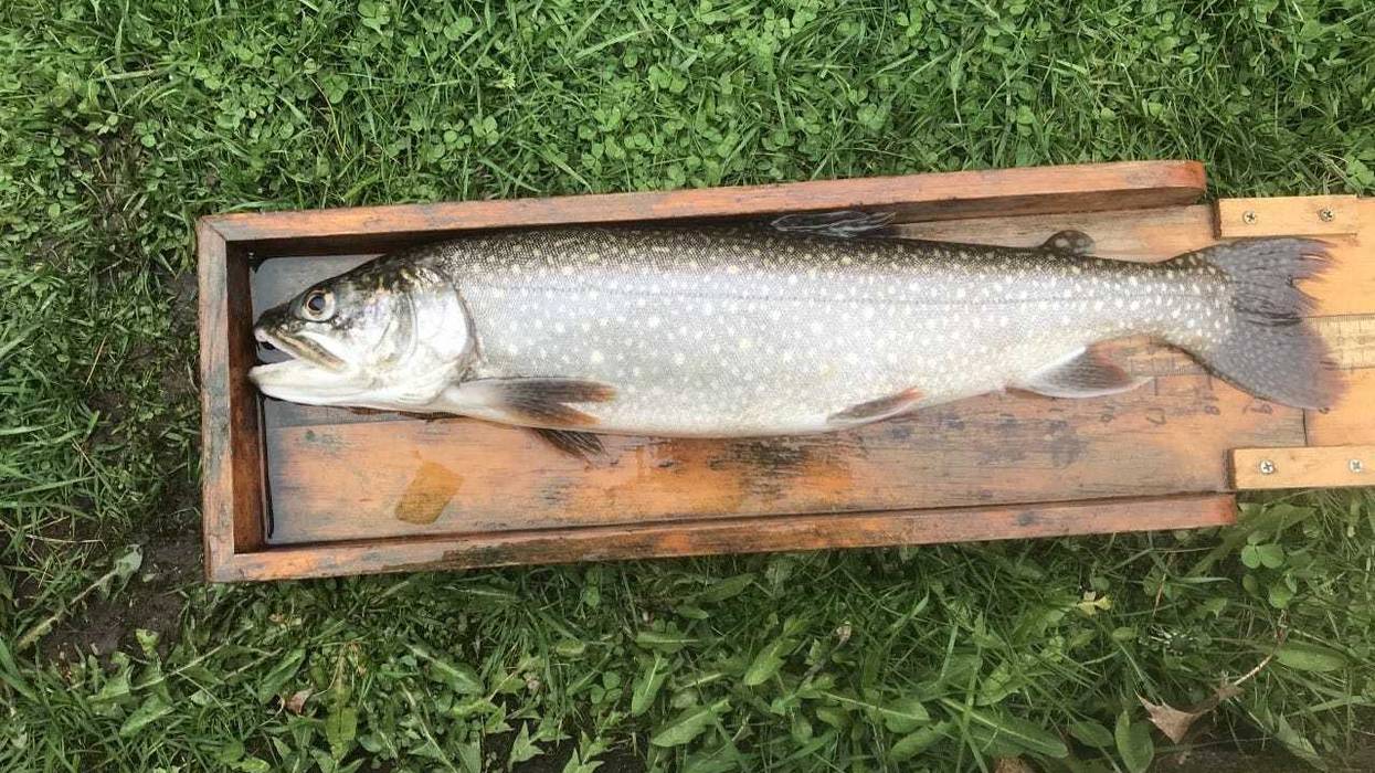 Courtesy of the U.S. Fish and Wildlife Service’s Berkshire National Fish Hatchery