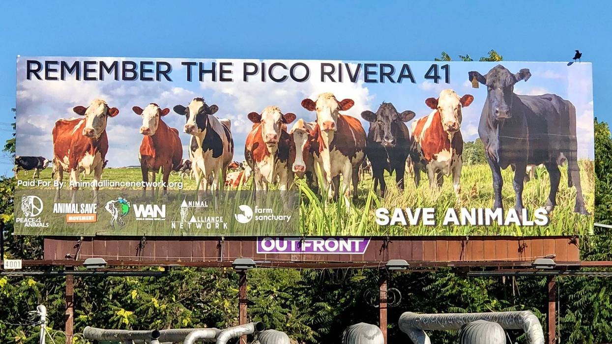 Courtesy Peace 4 Animals