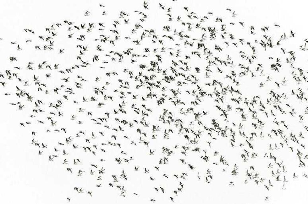 You Won't Believe Where These Birds Crashed?