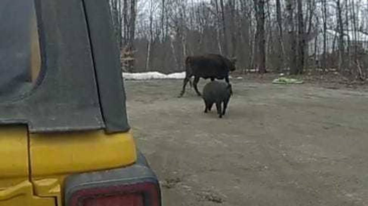 cow attacks woman in Maine