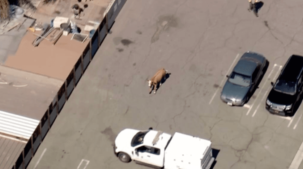 Cow chase in Los Angeles.
