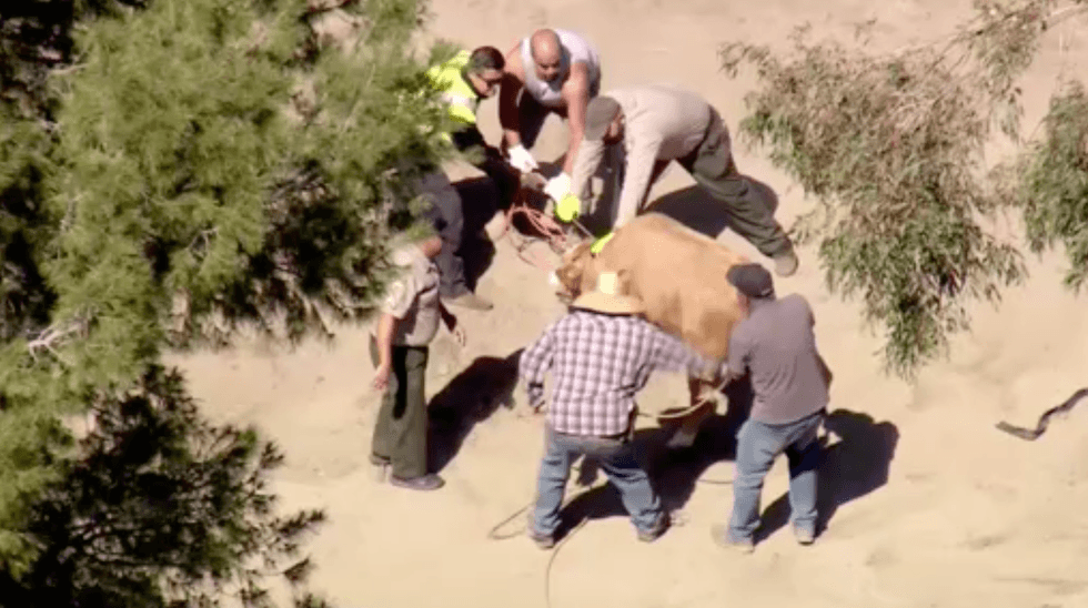 Cow chase in Los Angeles.