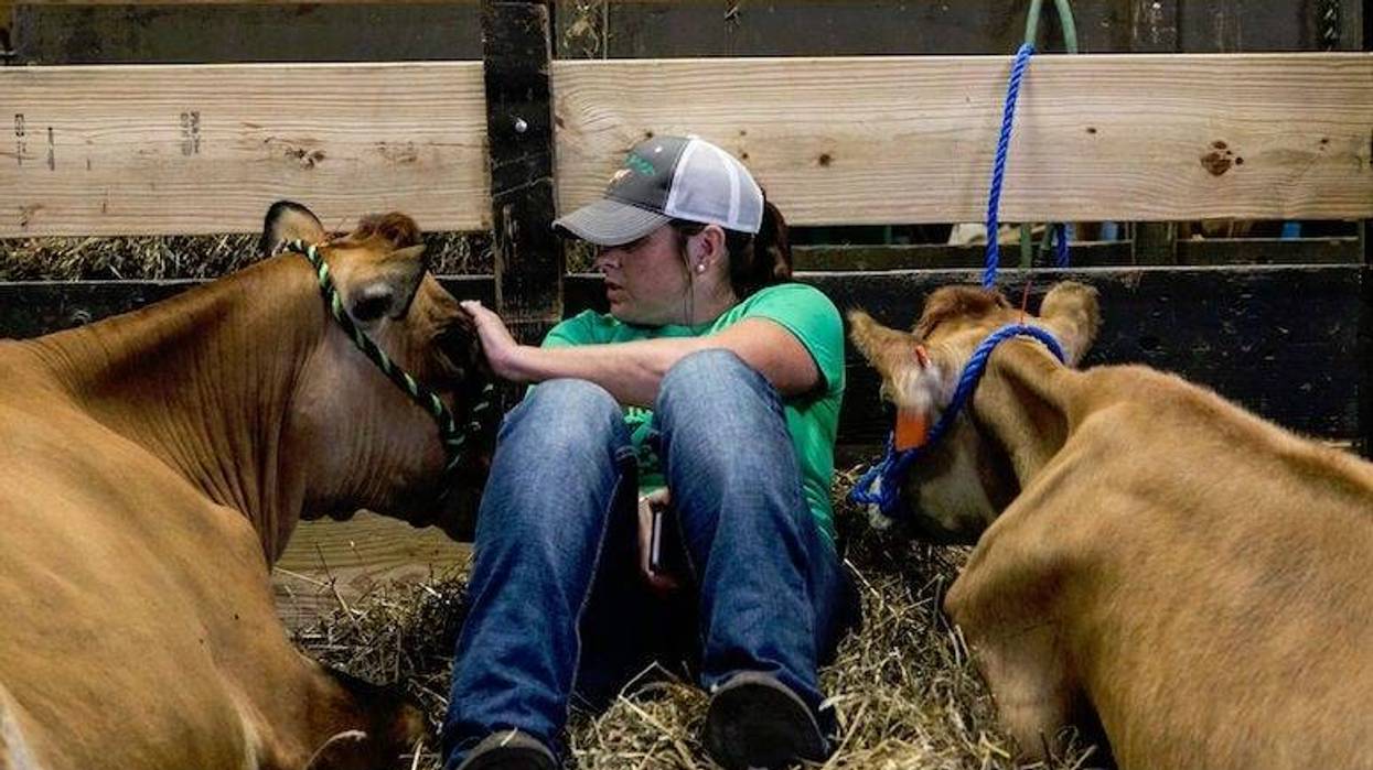 cow, cuddle, cuddling, love, stress, stressed out