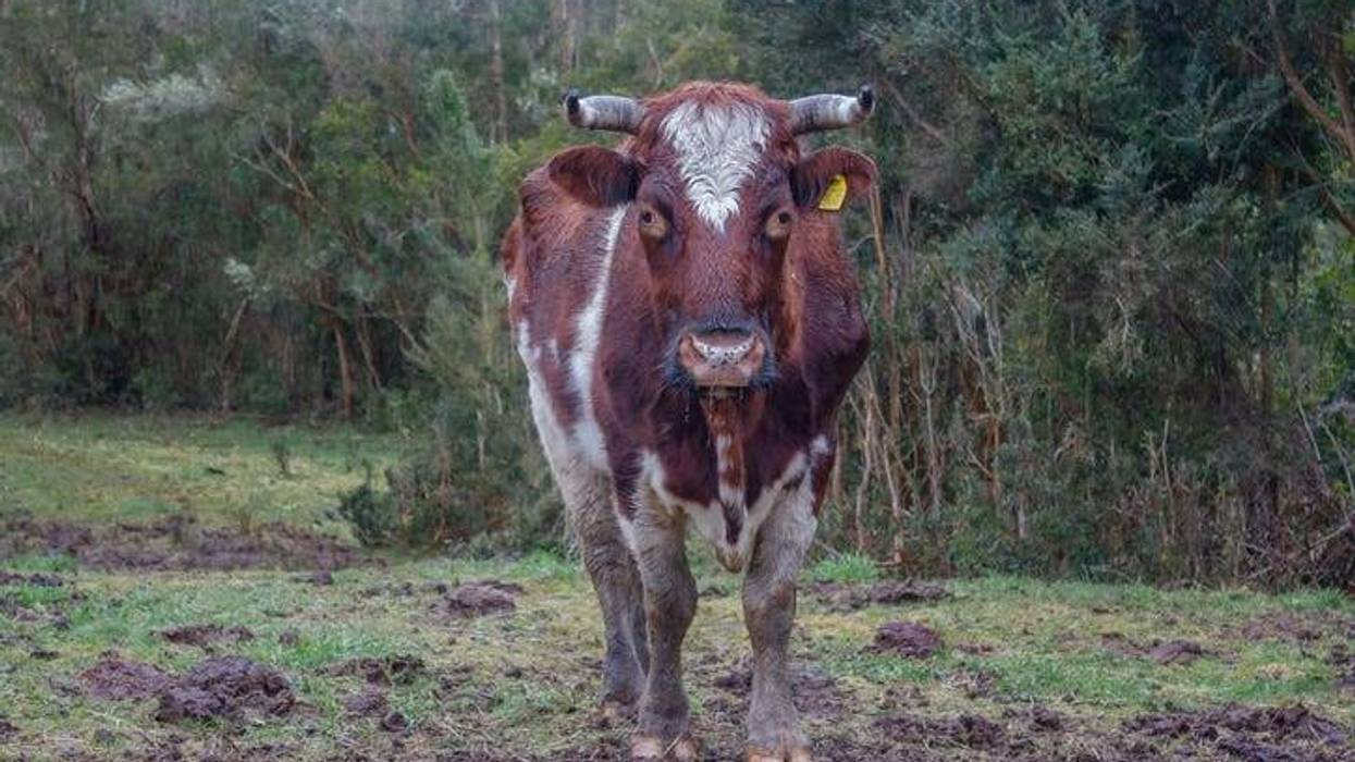 Cow in mud