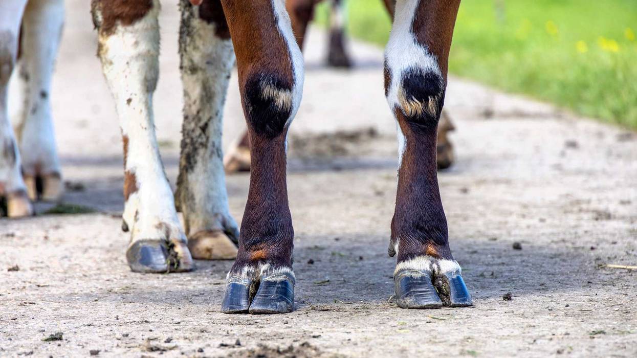 Cow legs stock photo.