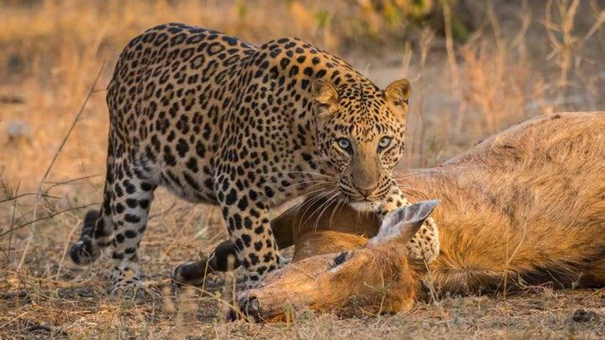 Cow Leopard