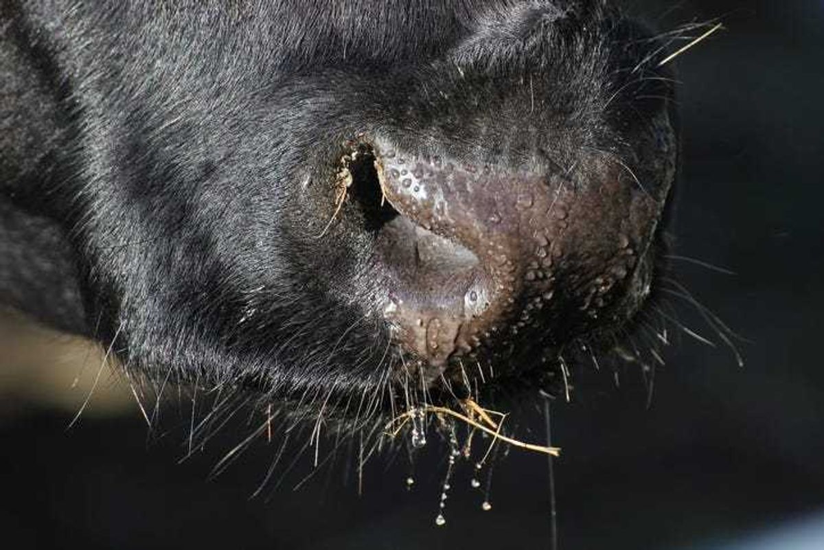 COW SNOUT