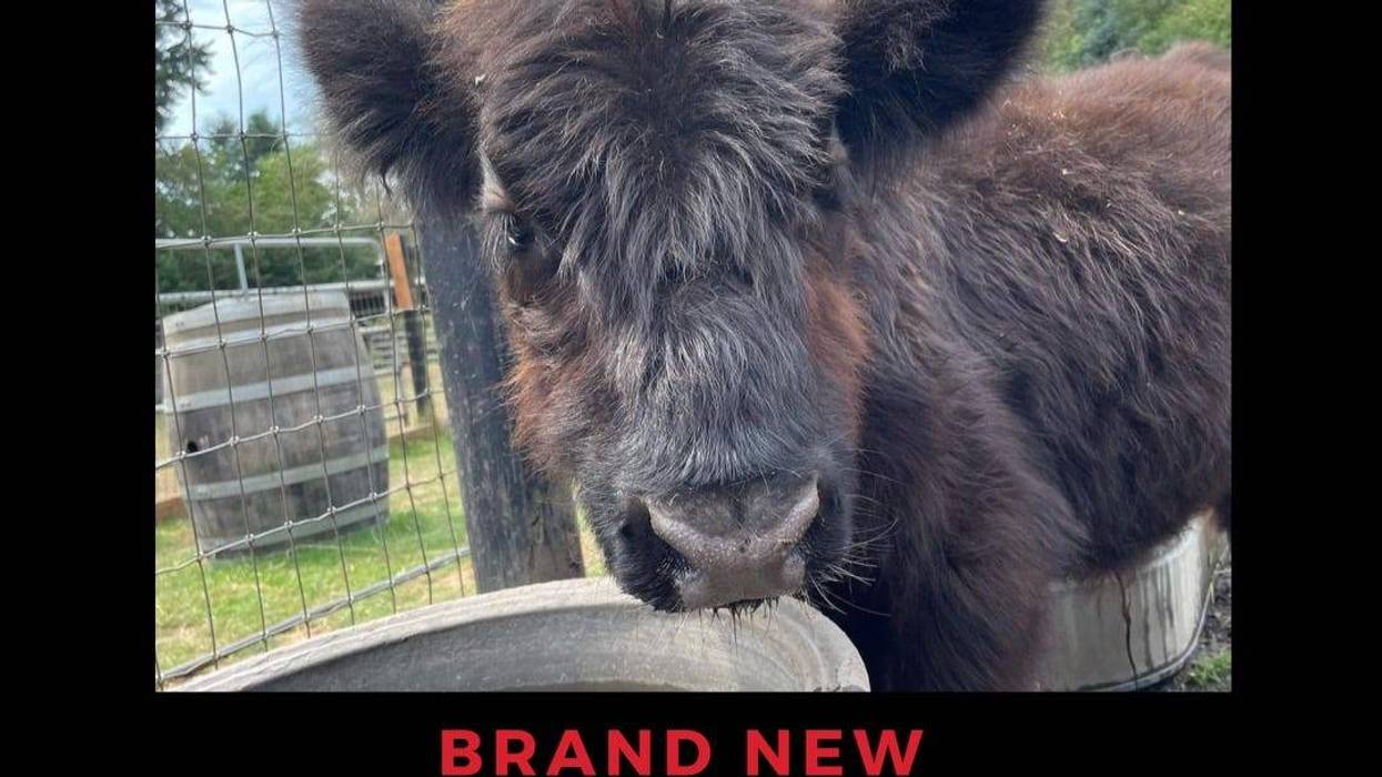 Cow staring the cam down